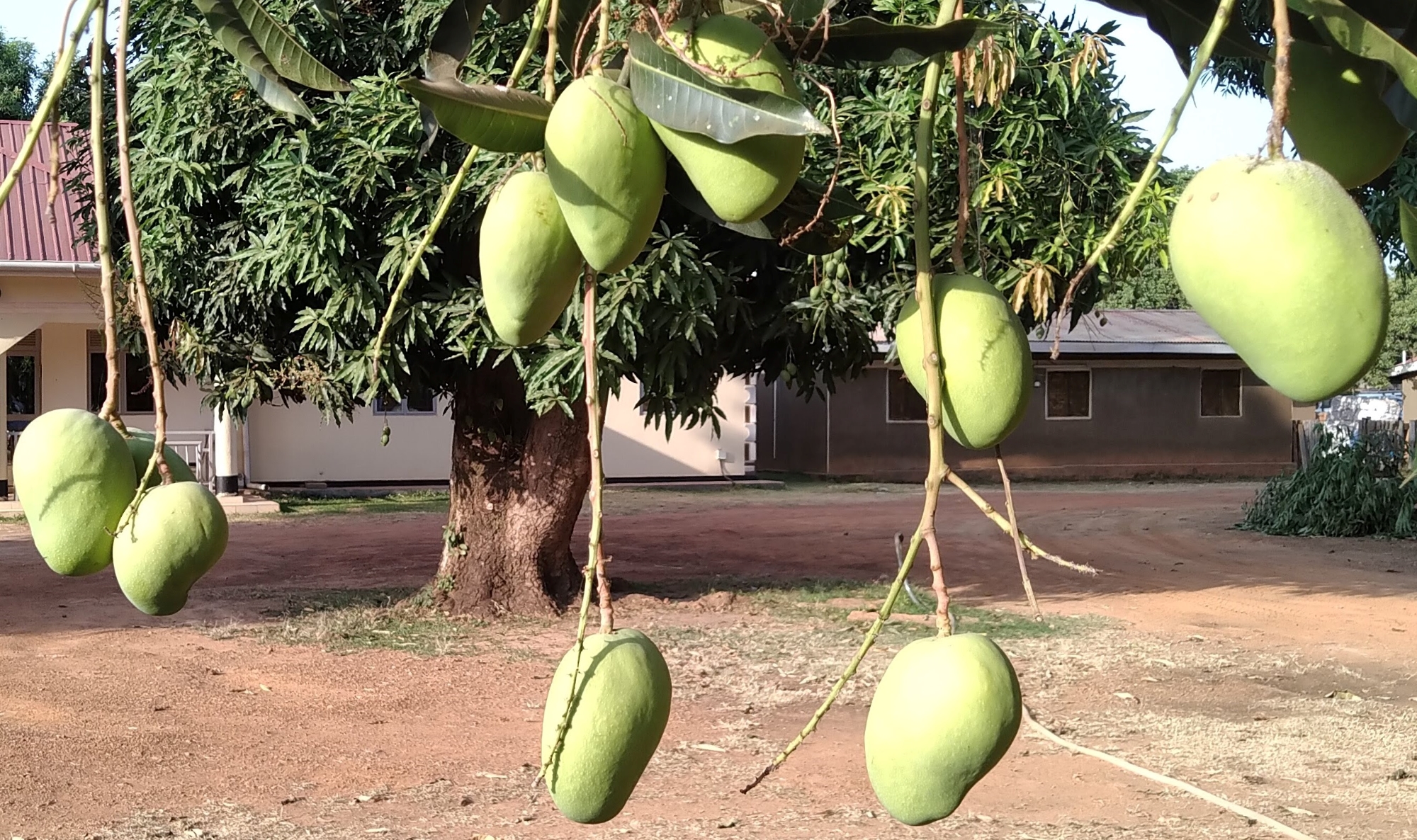 Mangoes hanging from a tree