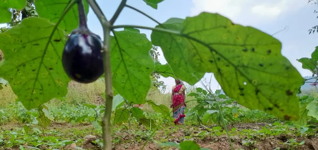 Kitchen Garden