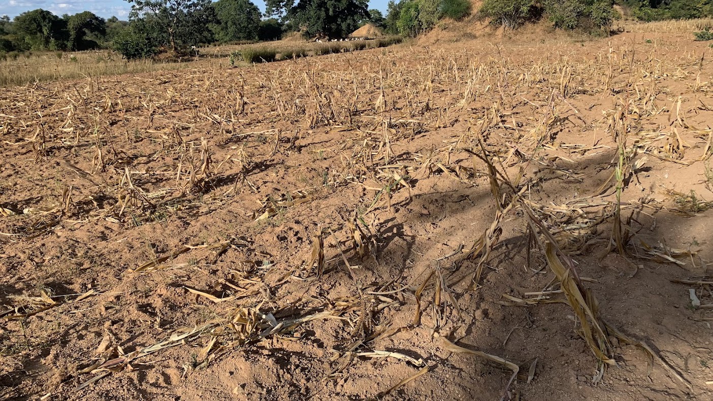 maize crop withered by drought