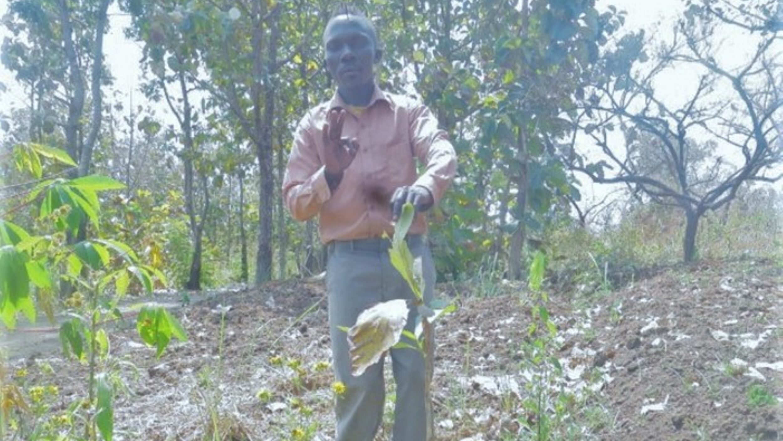 man planting tree